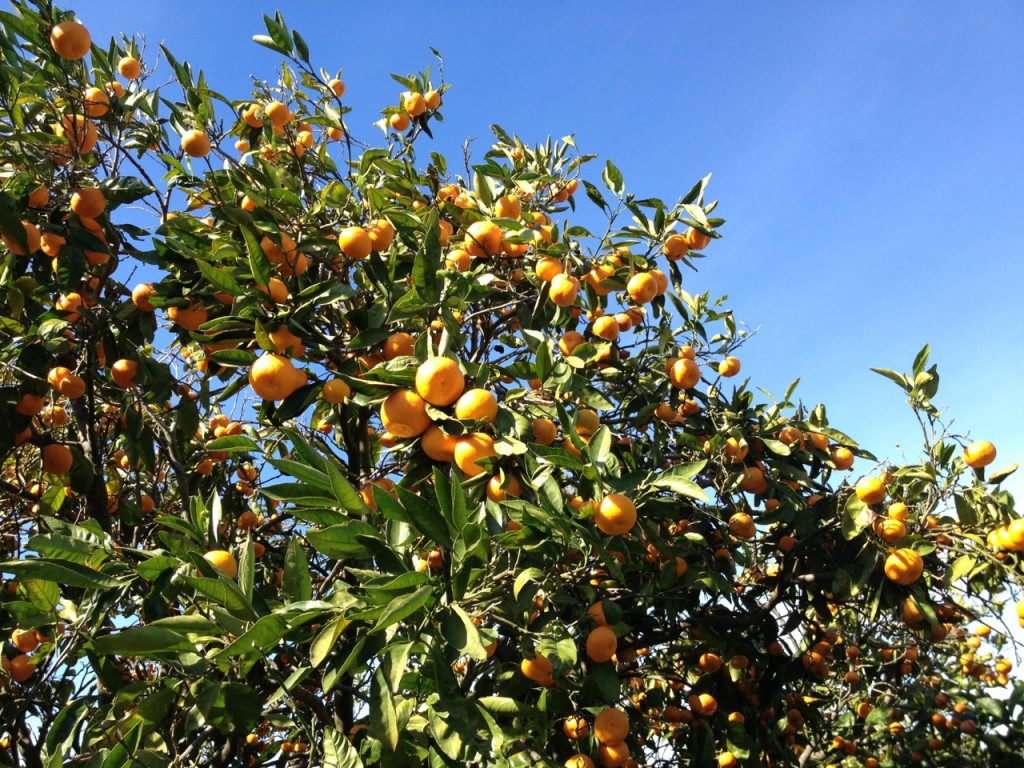 Frederick Tangerines
