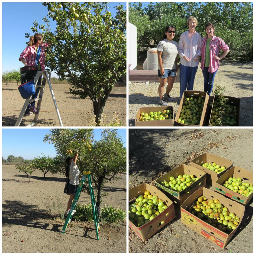Paso backyard pear glean collage