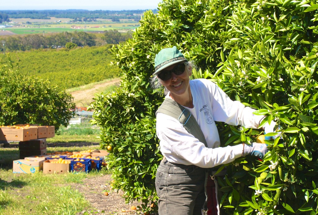 Carmela gleaning at Clamshell Farms in 2013. Photo credit: Carolyn Eicher
